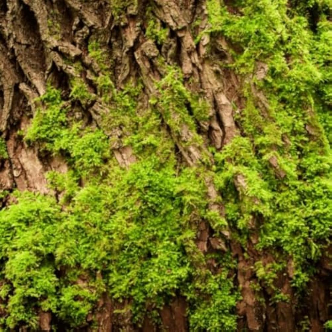 Yodeyma Active Man Eau de Parfum 50ml men's fragrance bottle packaging